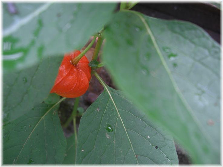 2014-8-28ホオズキ