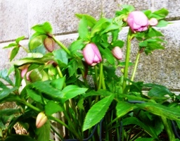 P1010500.JPG