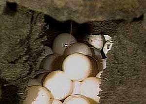 アカウミガメの産卵