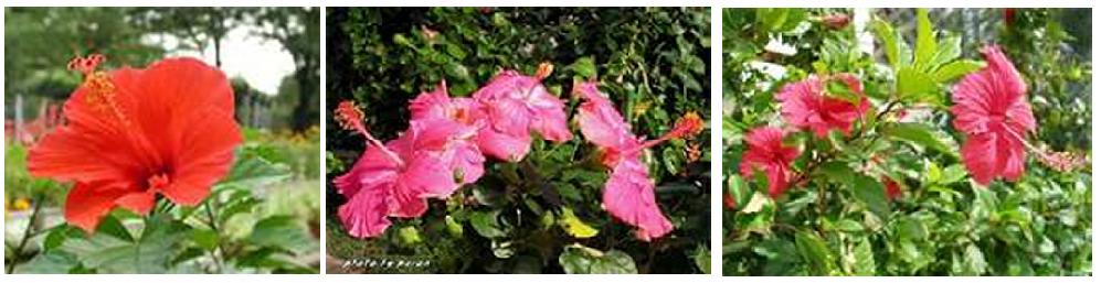 いろいろハイビス