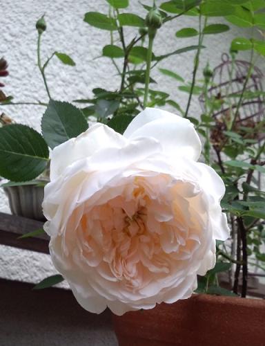 グラミス0509-1.JPG