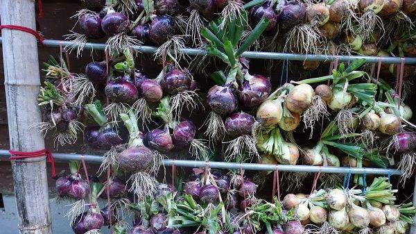 タマネギの収穫が終わったよ げんそうてきなの旅行と花 一部栽培している野菜とパッチワーク 楽天ブログ