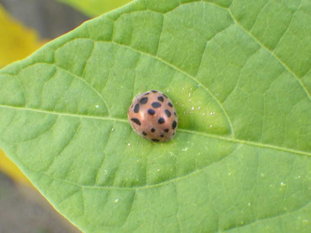 串本磯採集2018年7月下旬12　ニジュウヤホシテントウ（Henosepilachna vigintioctopunctata）