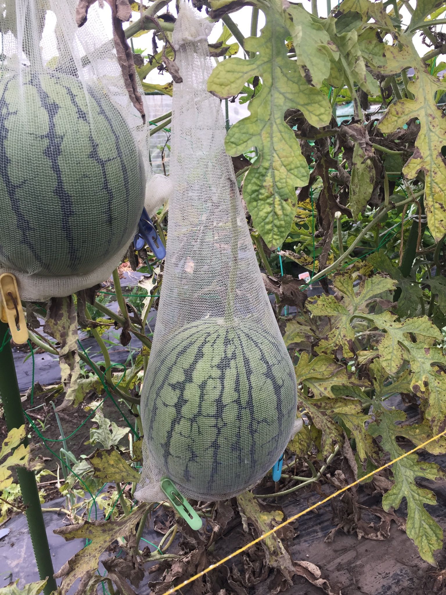 小玉スイカの空中栽培 収穫開始だ ちょろ松の家庭菜園奮闘記 楽天ブログ