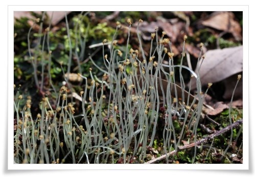 樹木公園-13 コケの胞子嚢-2 14.4.2