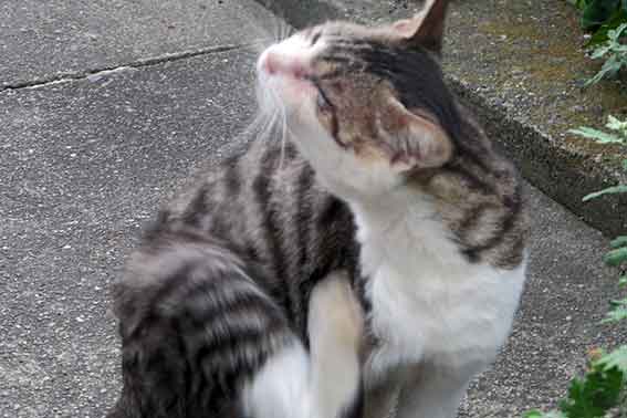 我が家のニャンコ♪2015/9/16-3