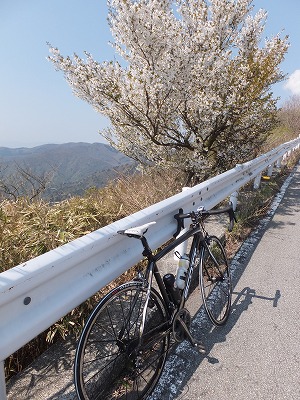 20140426山桜