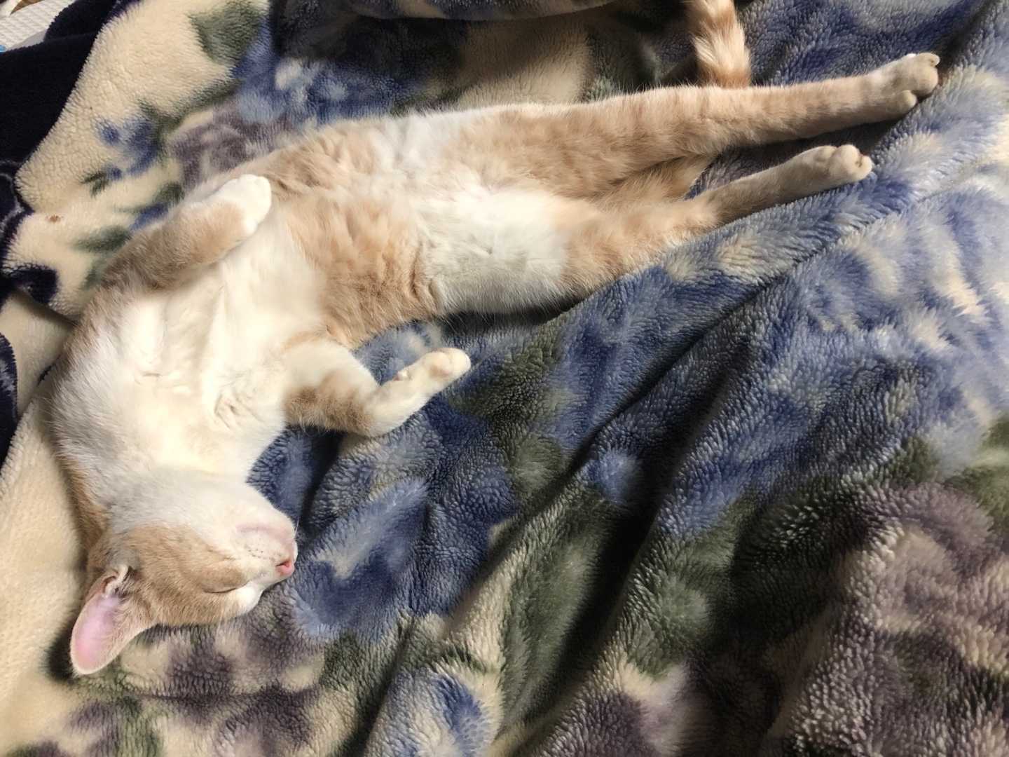 茶トラ メス かぎよし 楽天ブログ