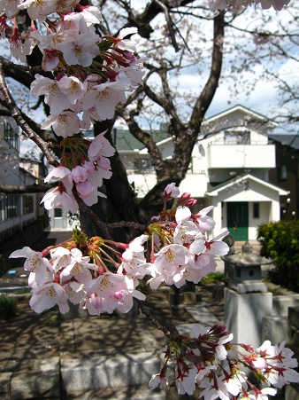 ４／桜越しに見える我が家（縮小）.jpg