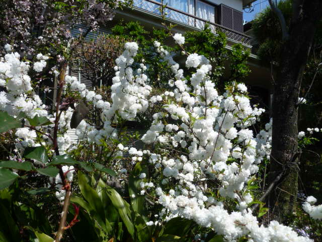 118 庭桜、白