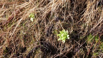 蕗の薹120331