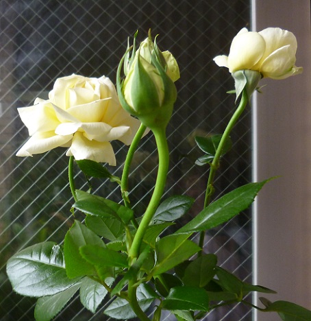 P1190942画像2.jpg