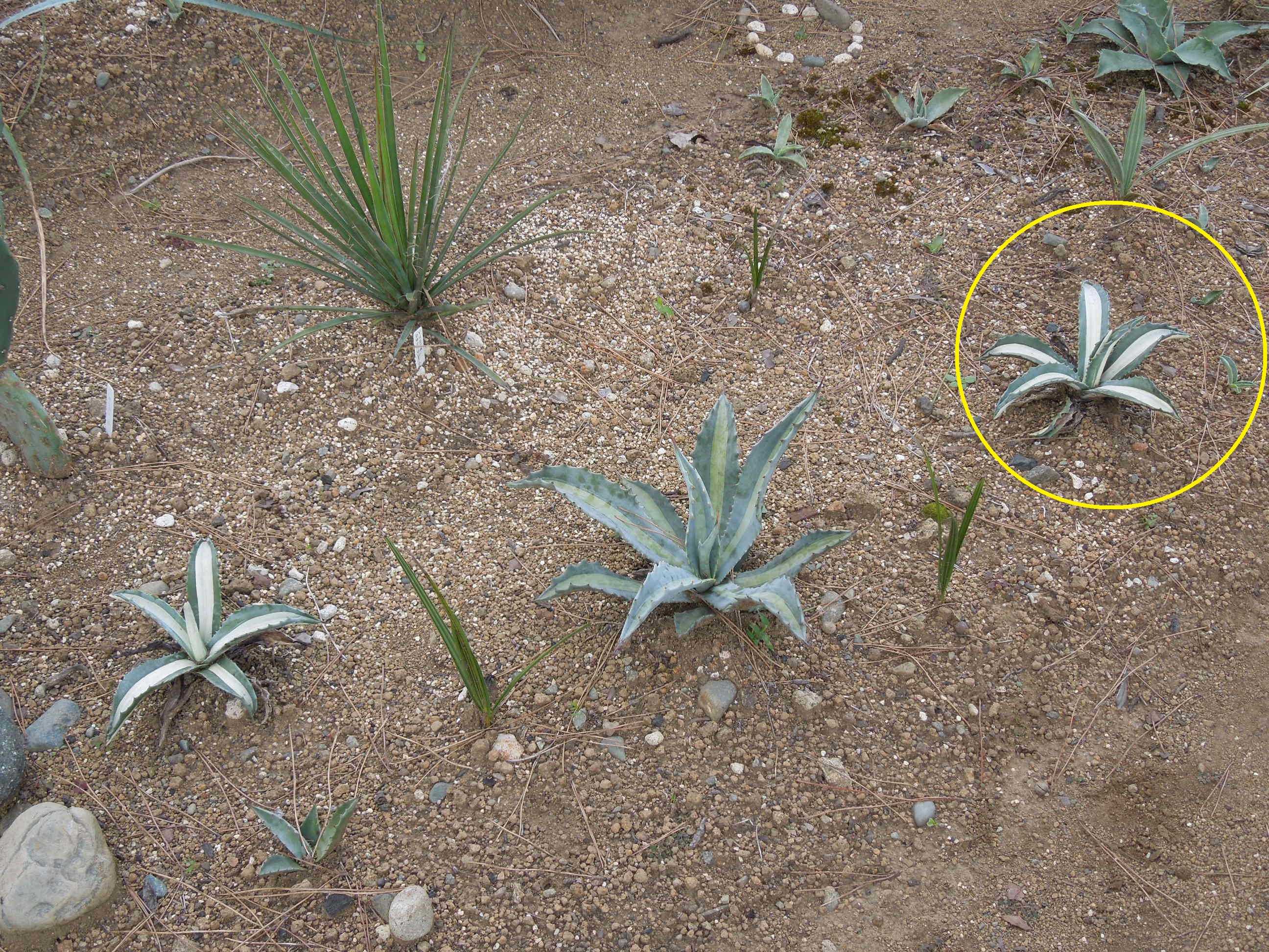 アガベ　アメリカーナ　白縞斑から出た　白中斑 18㎝アガベ アメリカーナ 白縞斑縞中斑 Agave americanaヤマト便