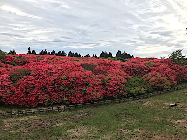 船窪つつじ公園 すえドン の四方山話 楽天ブログ