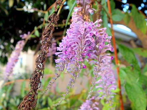 未知の花　フサフジウツギ？