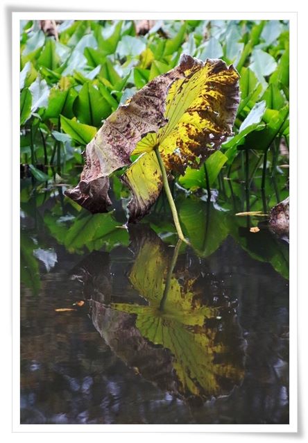 北部公園-19 蓮池-5 15.11.14