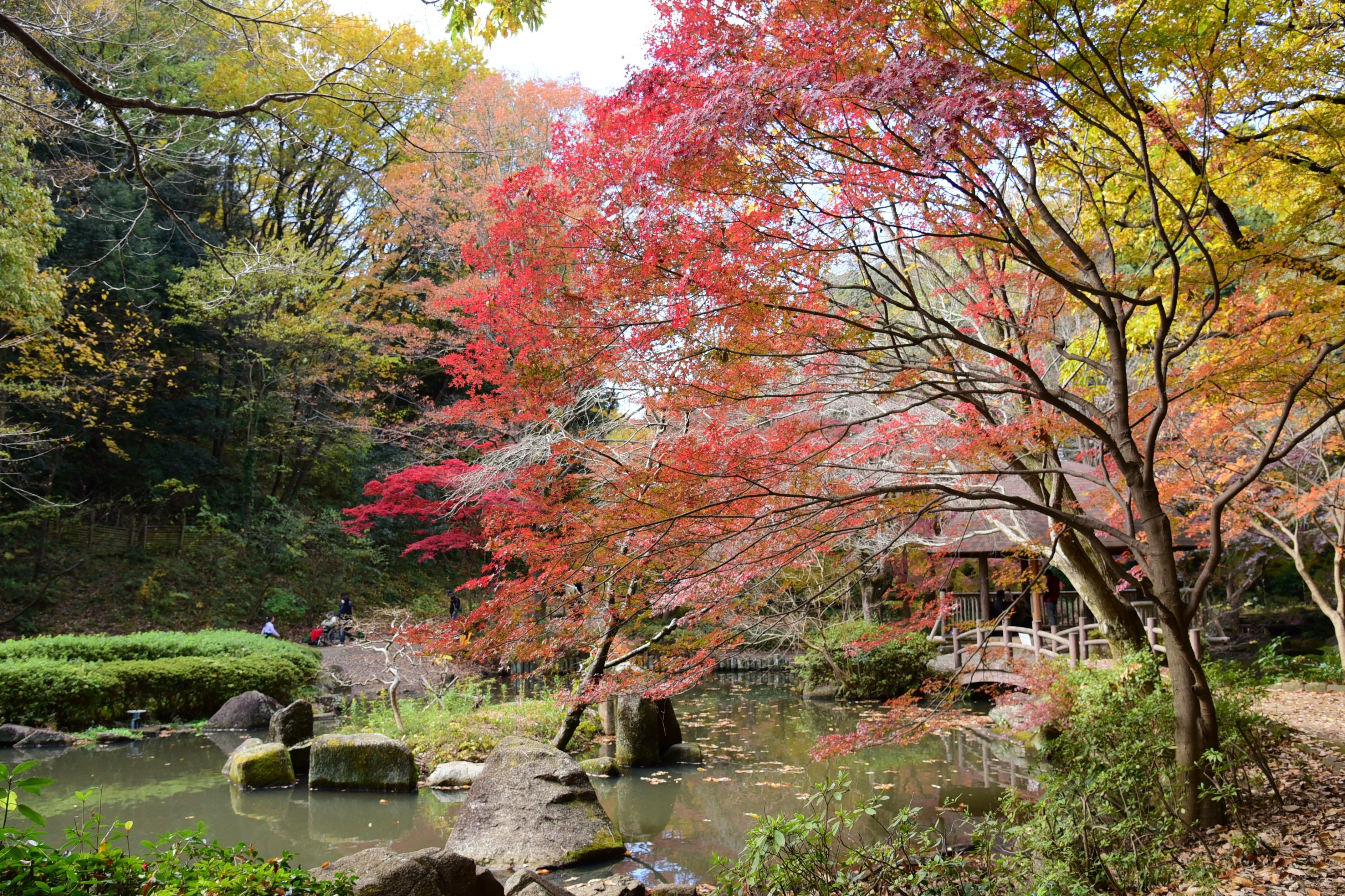 県立 東 高根 森林 公園 神奈川