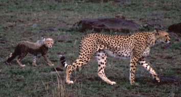 cheeta2.jpg