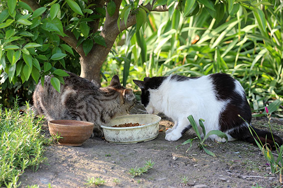 我が家のニャンコ♪2014/06/1-3