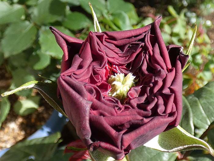 開花が止まっている ルージュ ロワイヤル バラの初蕾4品種計115品種 バラの美と香りを求めて 楽天ブログ