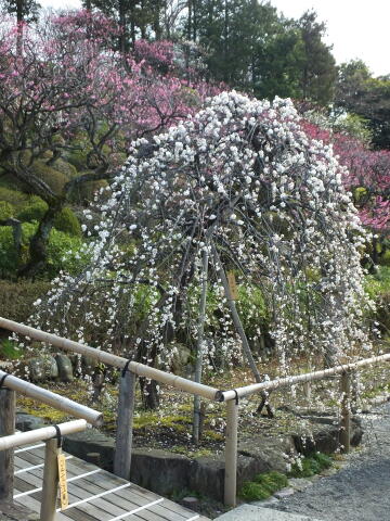 池上梅園にて