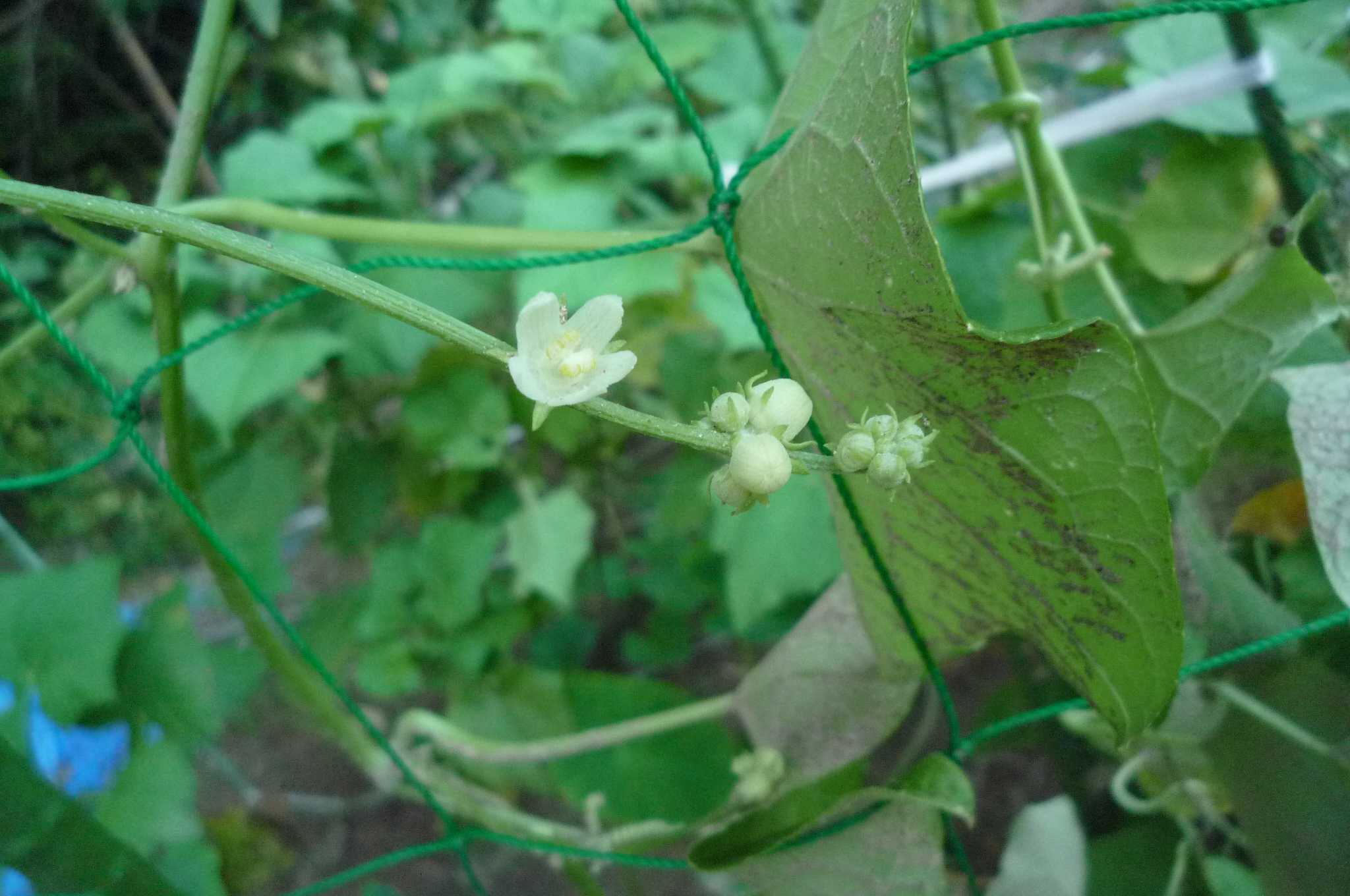 ハヤトウリに可愛い花や果実が付いて来ました 茉優 翔 家庭菜園ブログ 楽天ブログ