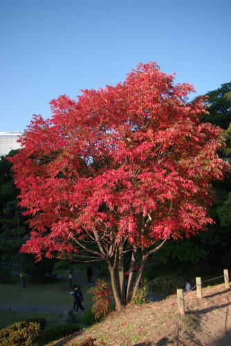 浜離宮恩賜庭園の紅葉