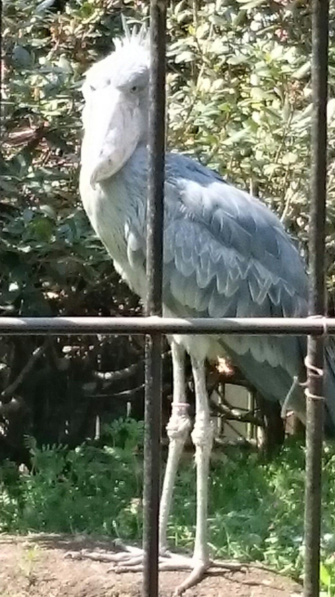 珍しい動物がいっぱい 千葉市動物公園 山への情熱 音楽への愛 楽天ブログ