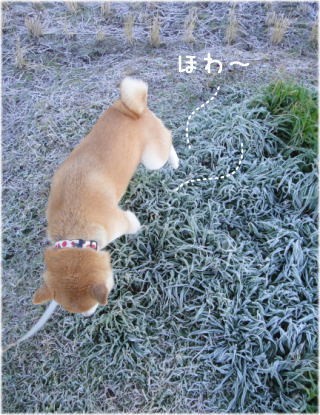 0115霜4.jpg