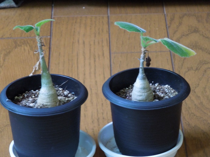 ウンカリーナ5-8