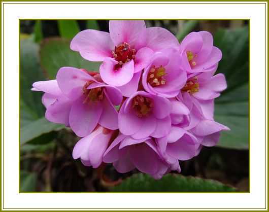 令和３年３月８日 ヒマラヤ雪の下ピンクも映える春衣 花の歳時記 天南星の魅力 山野草 楽天ブログ