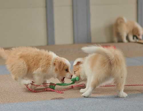 二代目看板犬まりもについて 札幌の賃貸 逍遙館 の軌跡 楽天ブログ