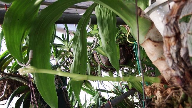 シクノチェス ワーセウィッチ ‘ビッググリーン’ ラン・ラ・パン 楽天ブログ