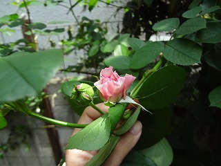 DSC00936.jpg