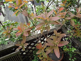 DSC03775.jpg