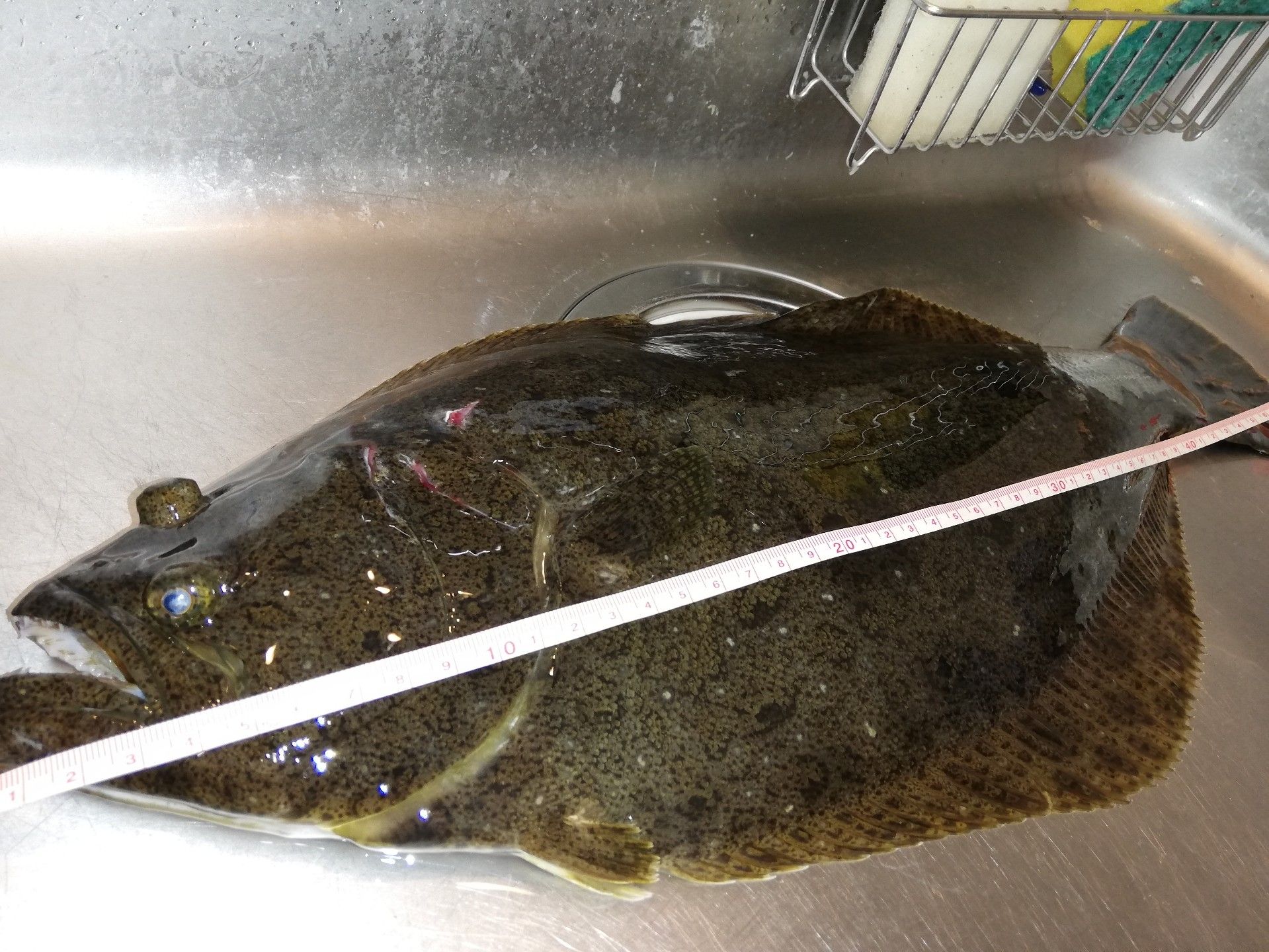 人生初ヒラメはr 32 競馬初心者 目指せ年間収支プラス ヤラセ 楽天ブログ