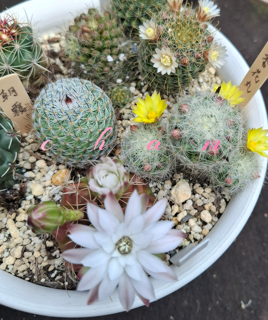 サボテン麗蛇丸の花の開花速度と運動会が大好きな陰キャの話 | ちゃ 