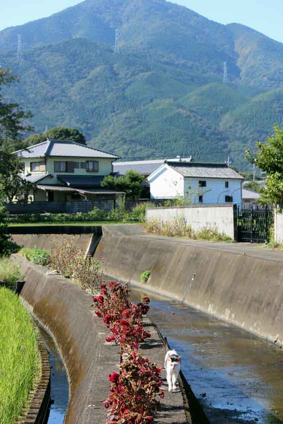 我が家のニャンコ♪2013/10/14-3