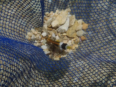 沖縄磯採集2012年8月下旬34　チョウハン（Chaetodon lunula）