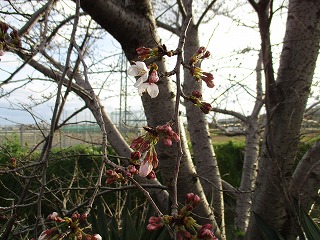 IMG_8130ss.jpg