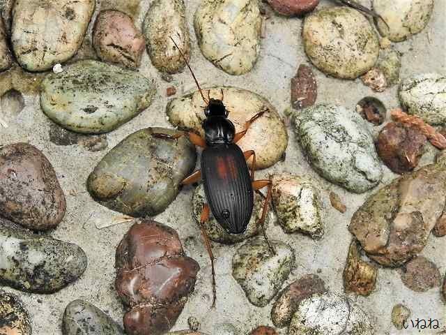 カワチゴミムシ2020年9月8日