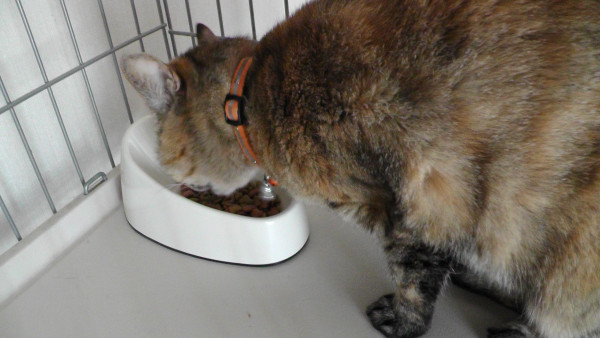 食べやすいメラミン食器縦長型 猫
