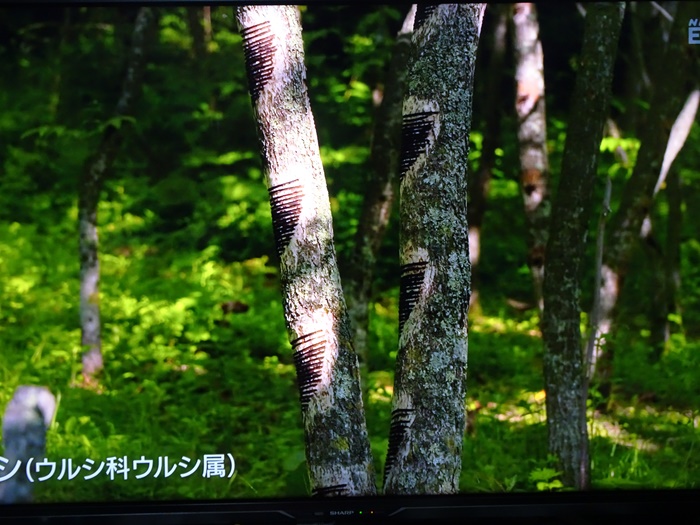 URUSHIふしぎ物語人と漆の12000年史 企画展示 | スケジュール | こどもれきはく（国立歴史民俗博物館）