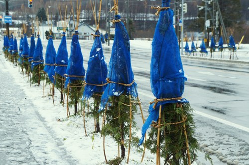 街路樹の冬囲い