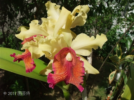 Cattelya dowiana aurea marmorata 20170722-3