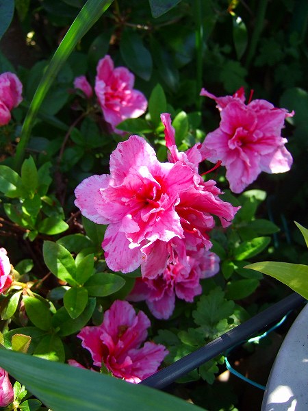 ピンクのアザレアの花