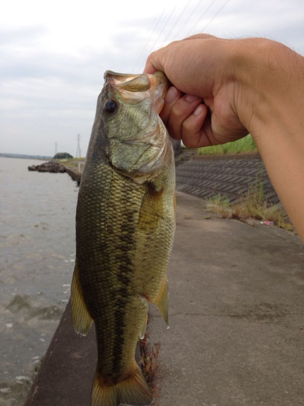 rblog-20140808182102-01.jpg