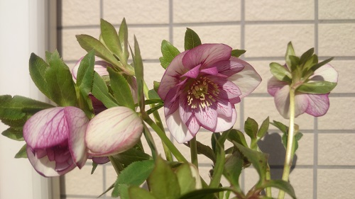 DSC_2147.JPG