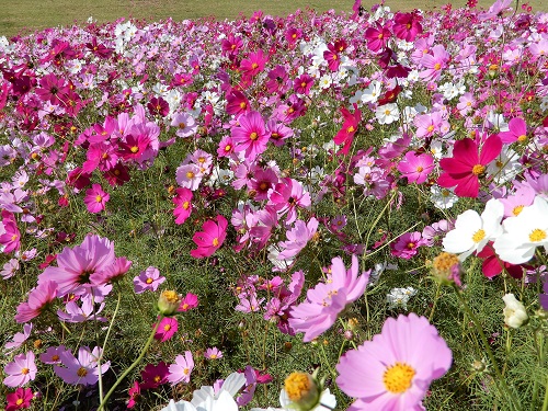 コスモス (3).JPG