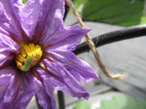 茄子とピーマンの花 のんびり しましょうよ 楽天ブログ